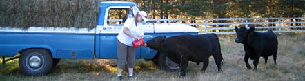 Naturally raised, grassfed and grain supplemented Lowline Angus meat availalbe for sale in Arlington, Washington